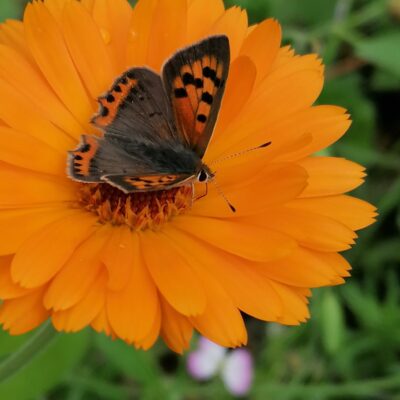 Vuurvlinder op goudsbloem samenhof